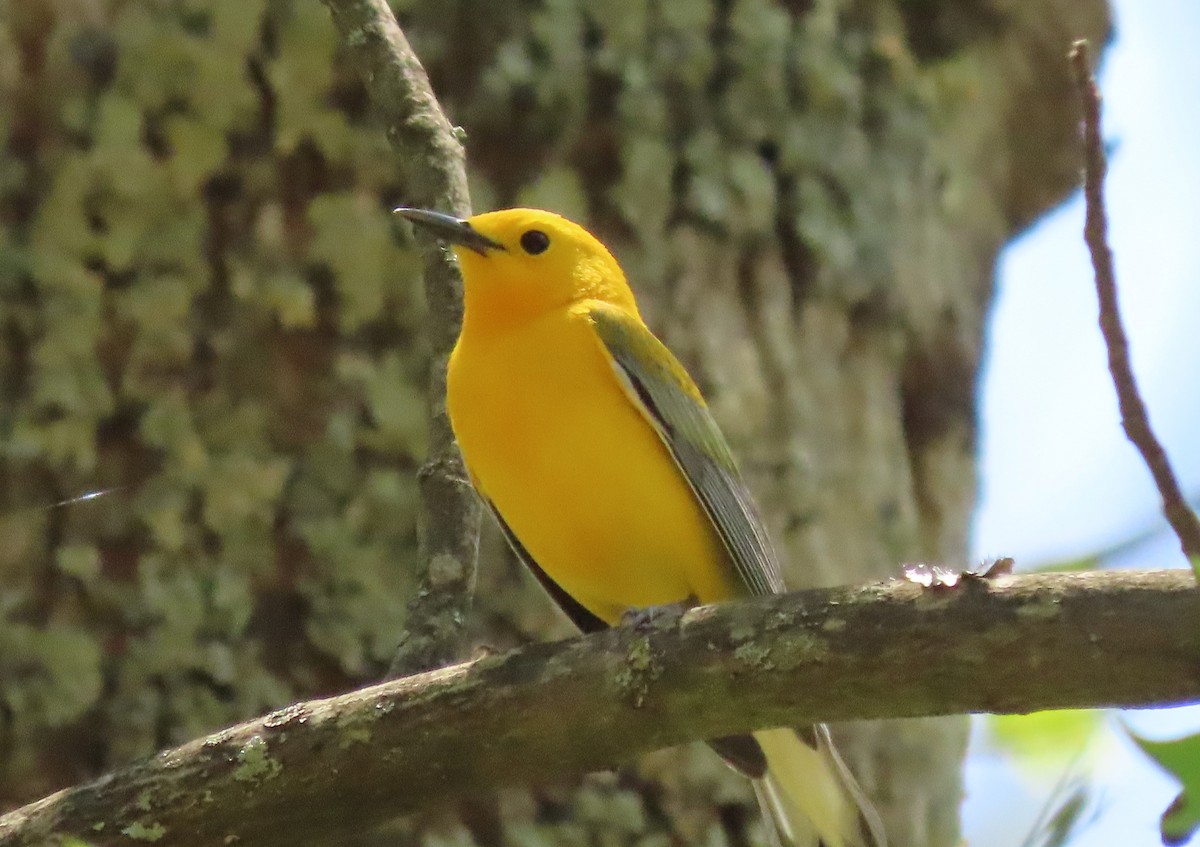Prothonotary Warbler - ML439655651