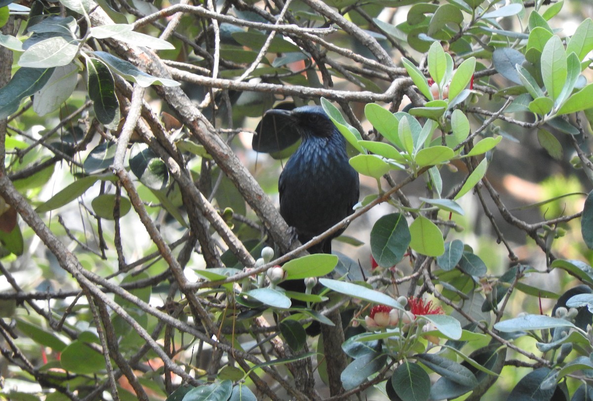 Blue Mockingbird - ML439656831