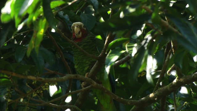 Küba Amazonu (leucocephala) - ML439657