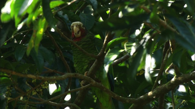 kubaamazon (leucocephala) - ML439657