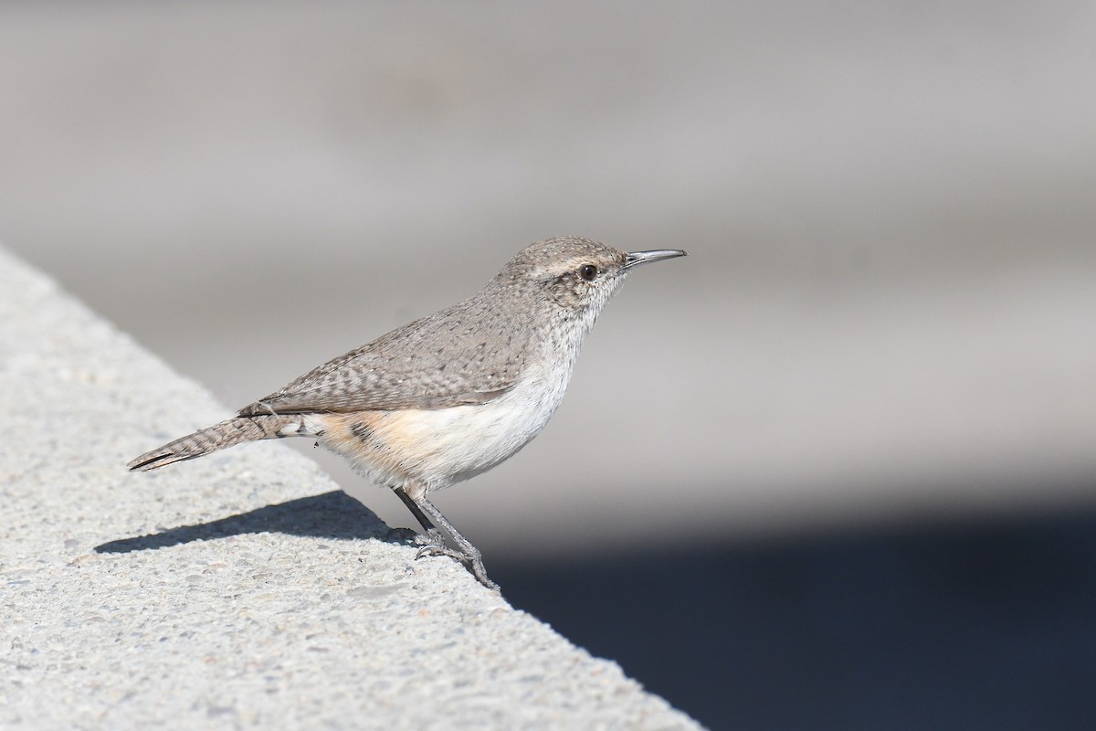 Rock Wren - ML439658251