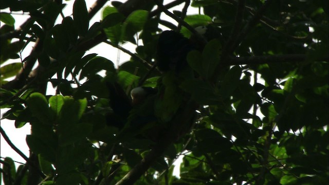 Küba Amazonu (leucocephala) - ML439659