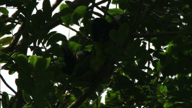 kubaamazon (leucocephala) - ML439659