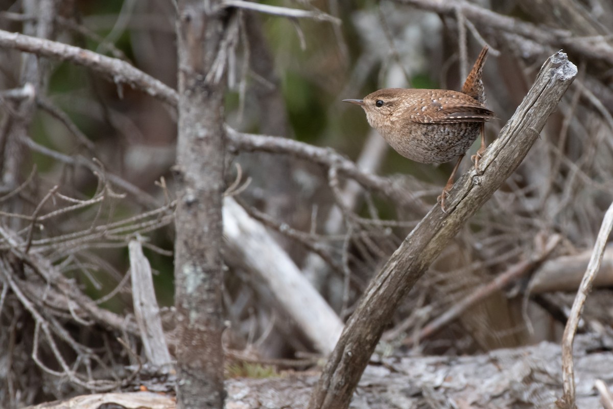Winter Wren - ML439659751