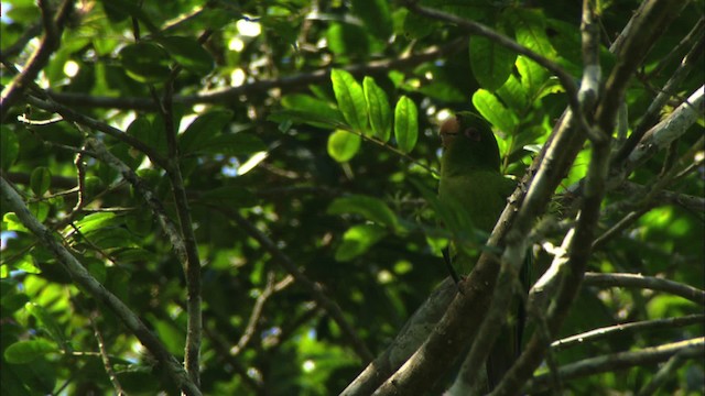 Aratinga Cubana - ML439660