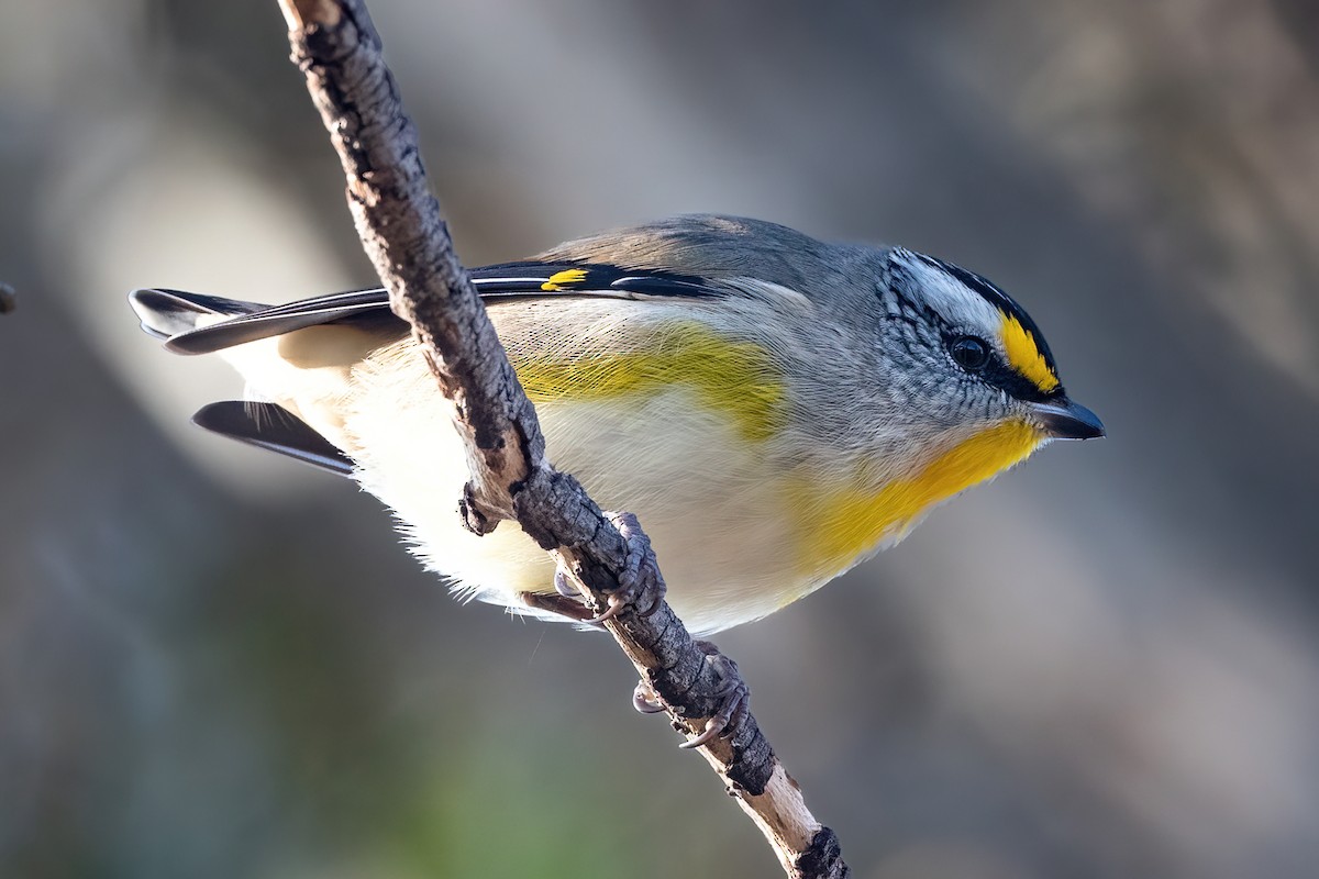 Striated Pardalote - ML439660011