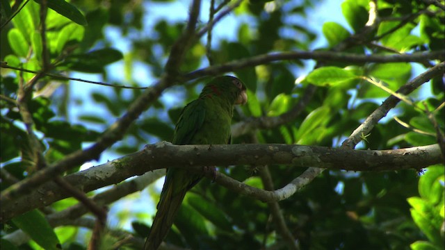 Cuban Parakeet - ML439662