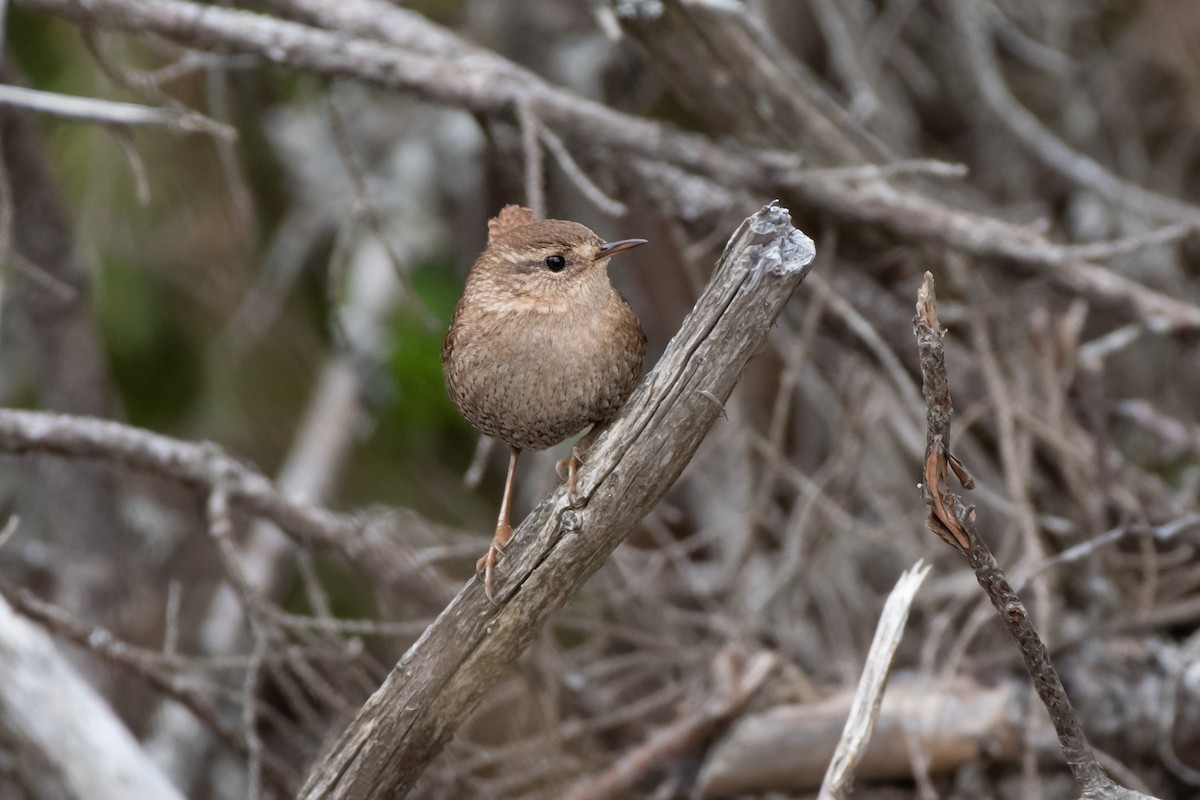 Winter Wren - ML439662881