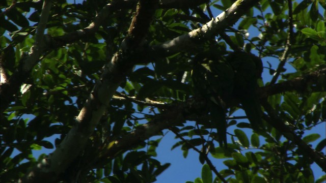 Cuban Parakeet - ML439663