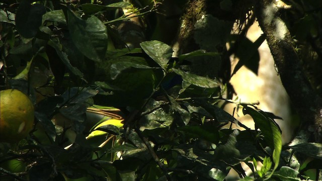 amazoňan kubánský (ssp. leucocephala) - ML439664