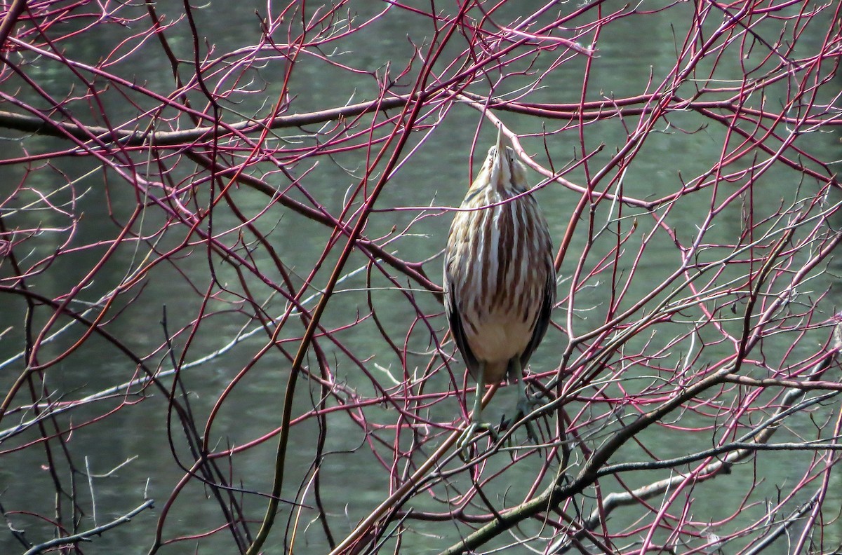 American Bittern - ML439664361