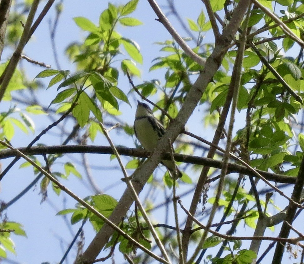 Cerulean Warbler - ML439665571