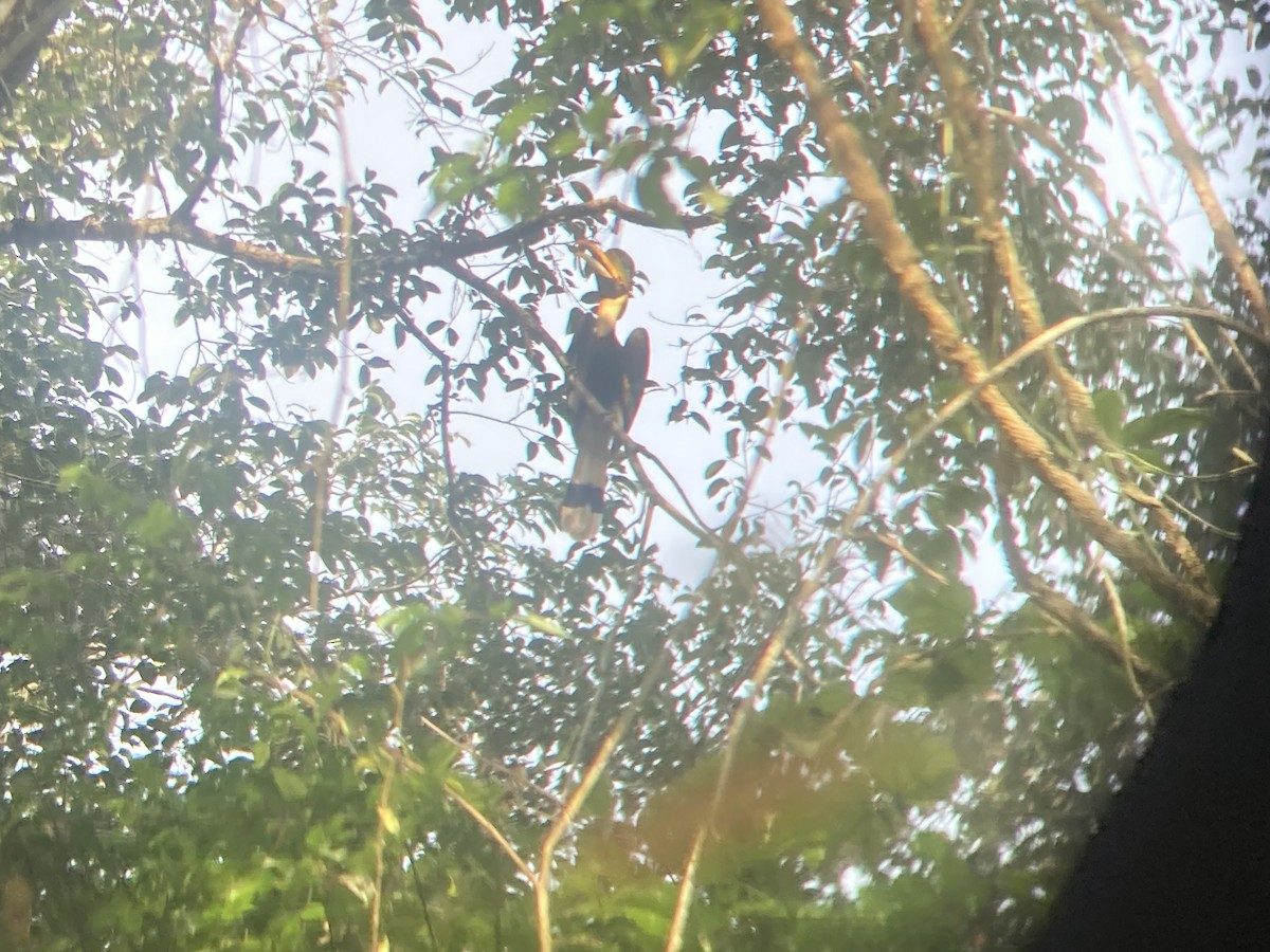 Great Hornbill - ML439665621