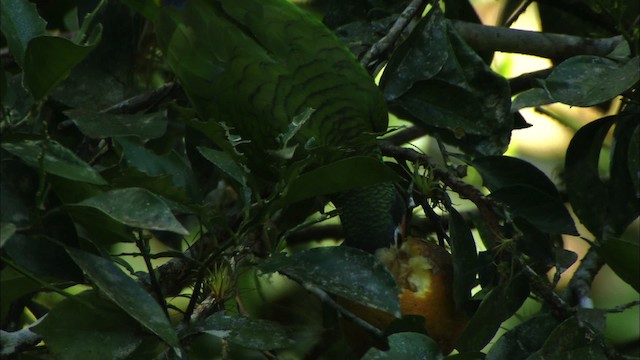 Amazona Cubana (leucocephala) - ML439666