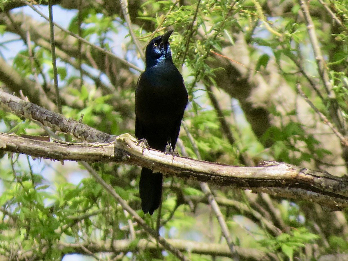 Common Grackle - Melissa Wales