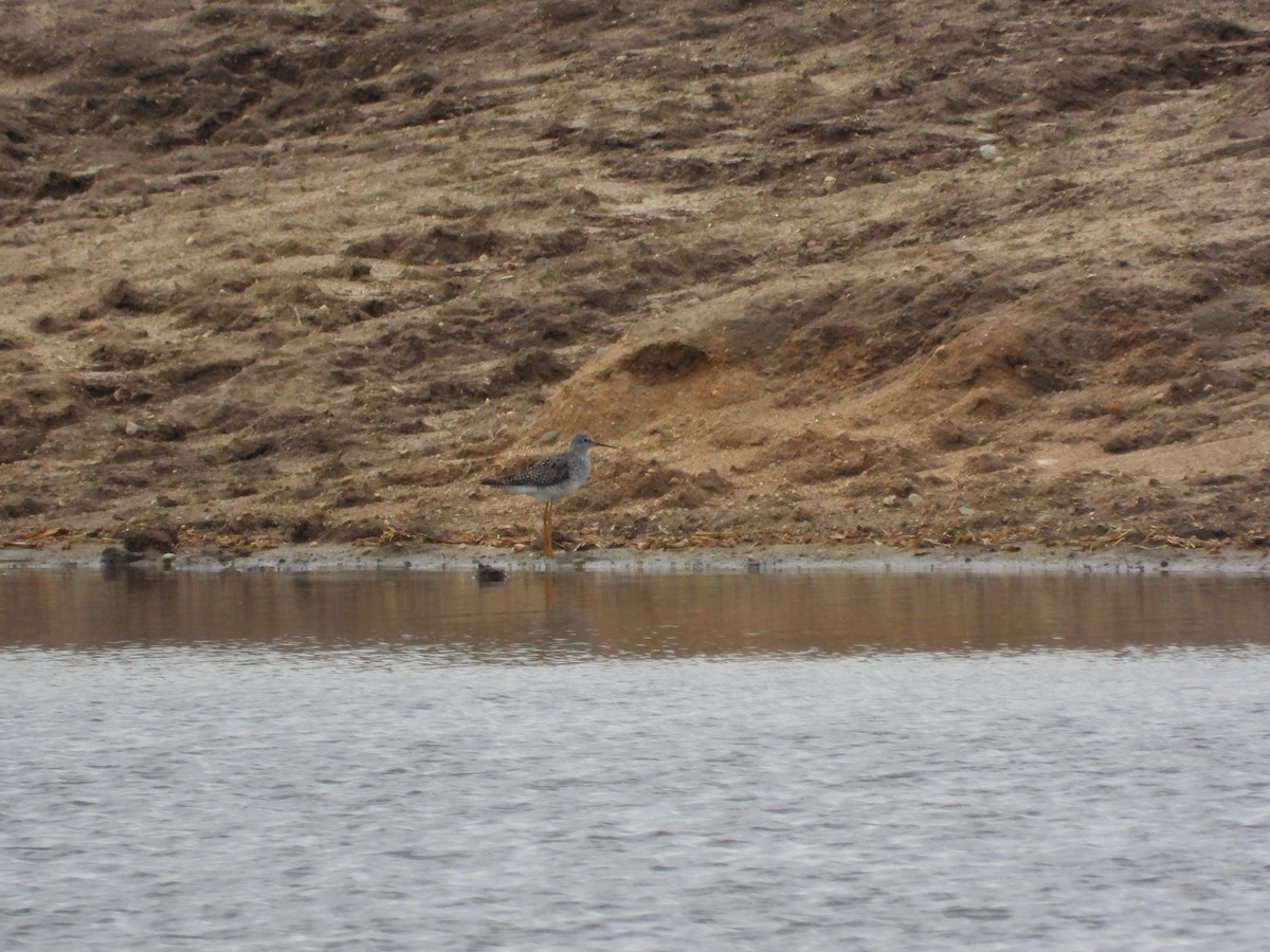 Greater Yellowlegs - Bill Harrington