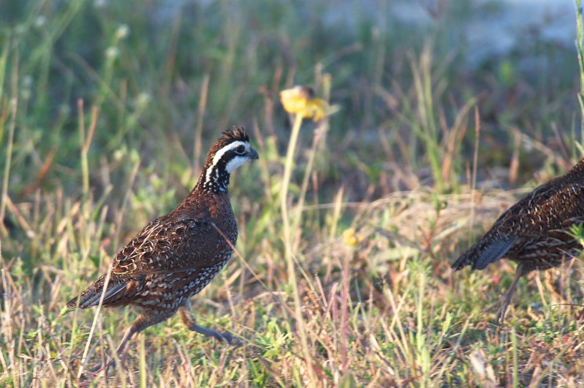 Northern Bobwhite - Amanda Guercio