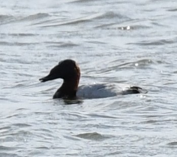 Canvasback - Thomas Luhring