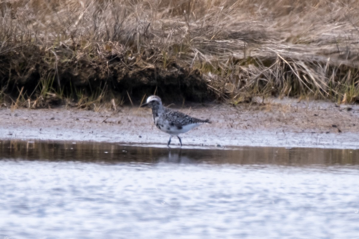 Black-bellied Plover - ML439667671