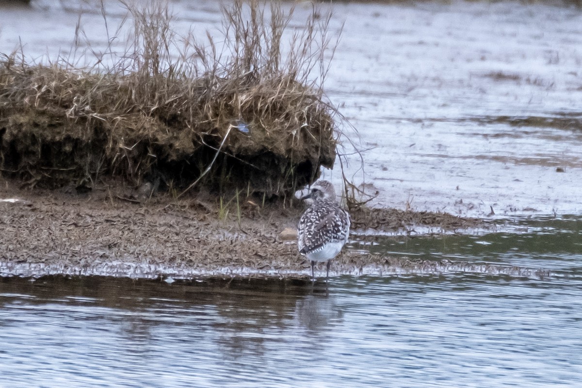 Black-bellied Plover - ML439667681