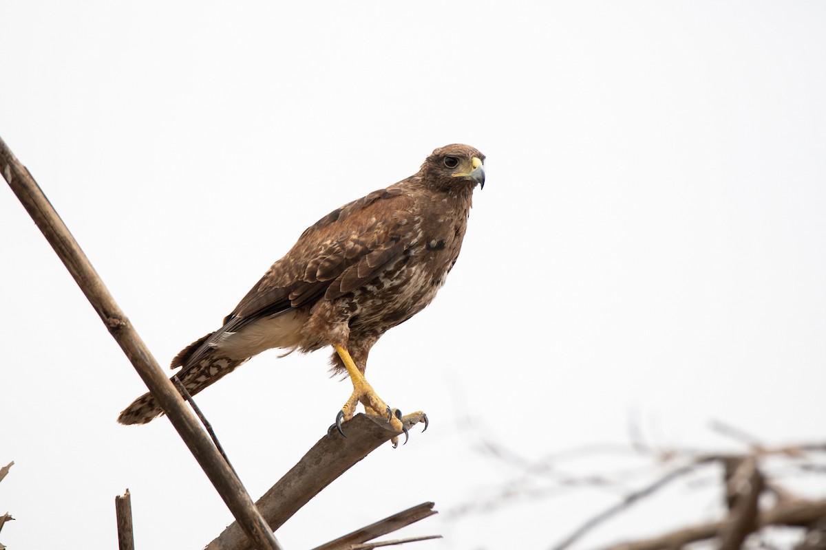 Harris's Hawk - ML439667851