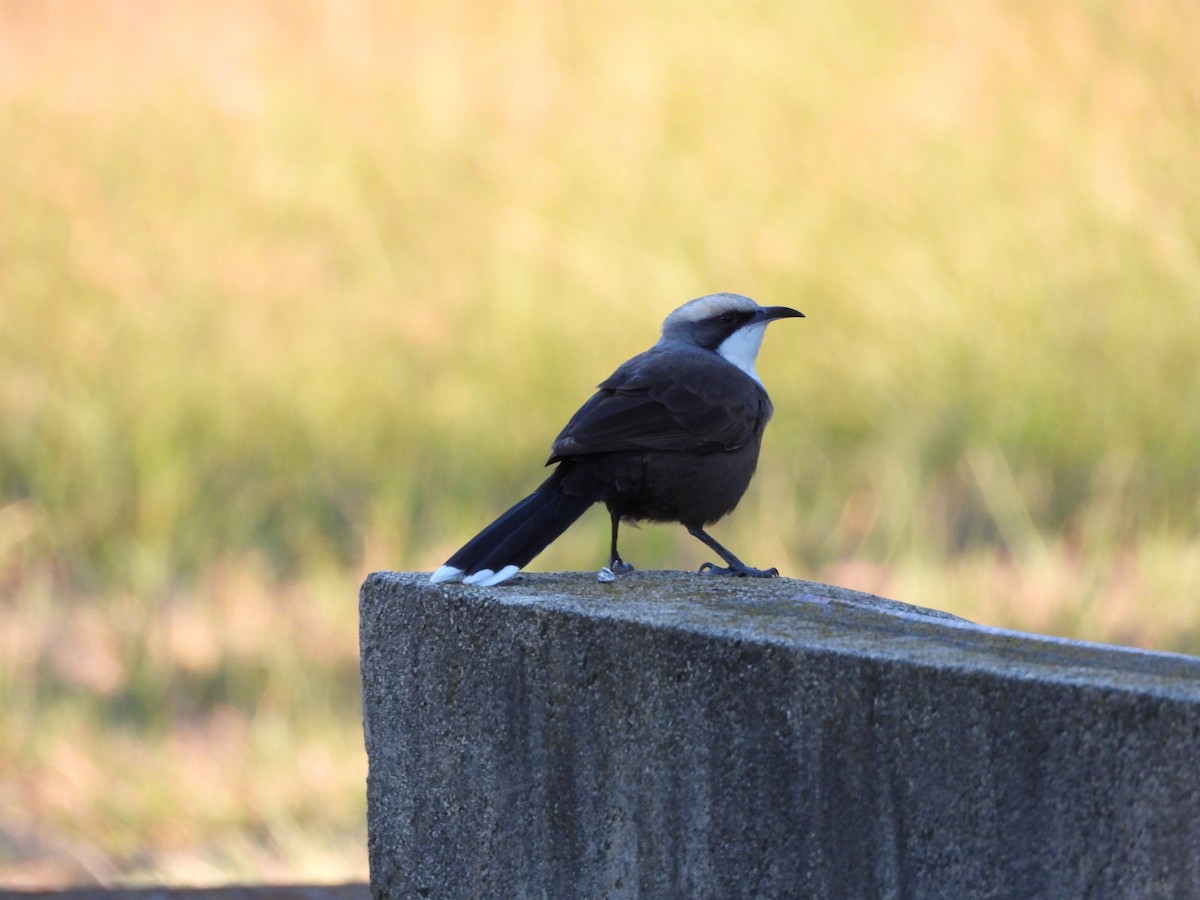 Gray-crowned Babbler - ML439668091