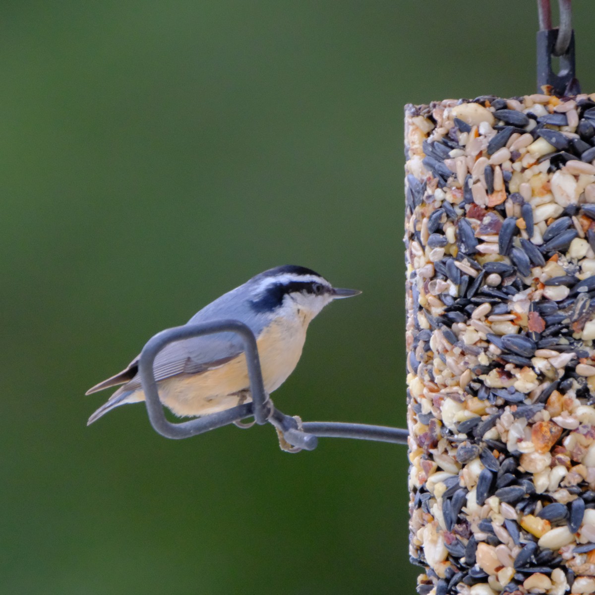 Red-breasted Nuthatch - ML439668161