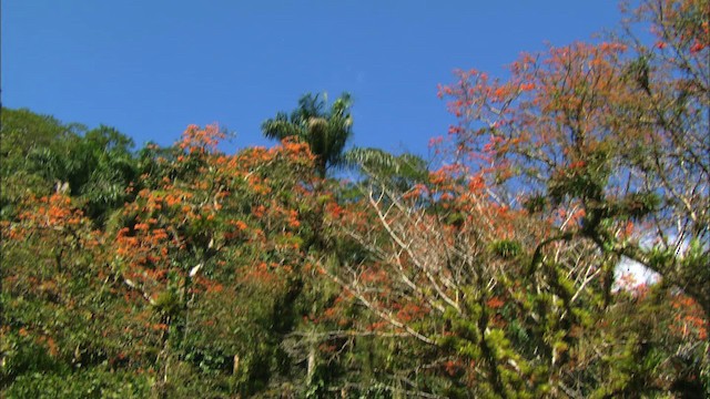 Кубинский амазон (leucocephala) - ML439669