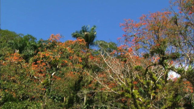 サクラボウシインコ（leucocephala） - ML439669