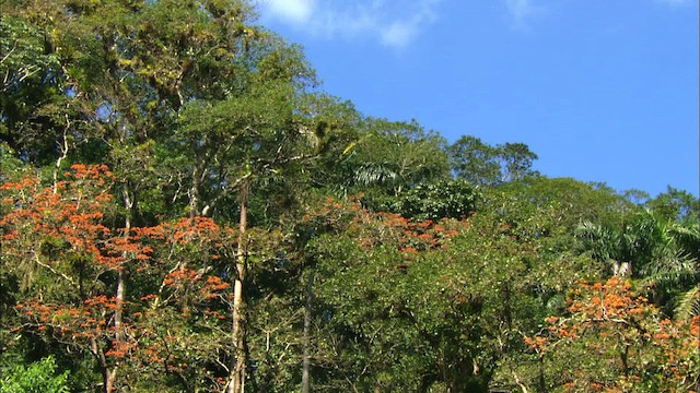 Aratinga Cubana - ML439670