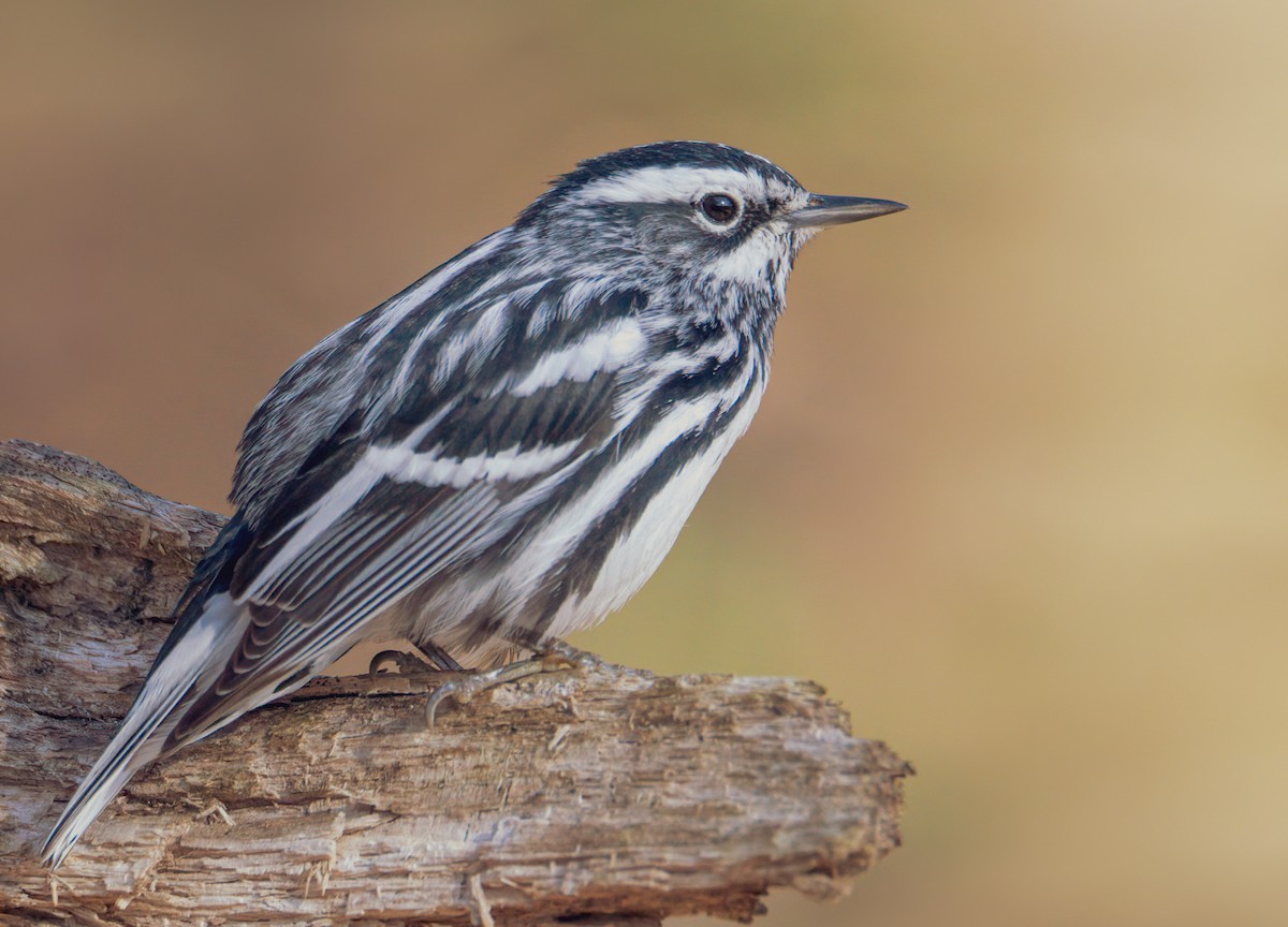 Black-and-white Warbler - ML439670961