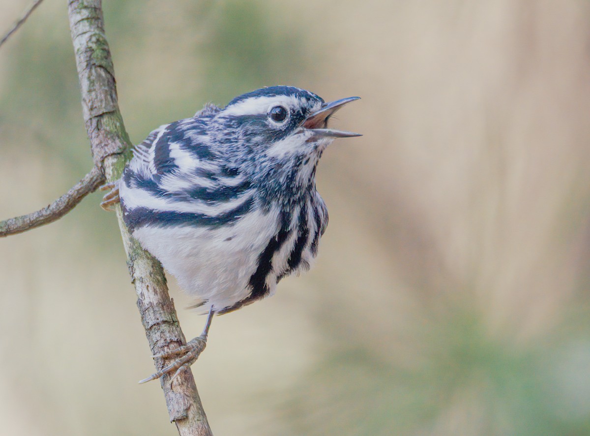 Black-and-white Warbler - ML439671051