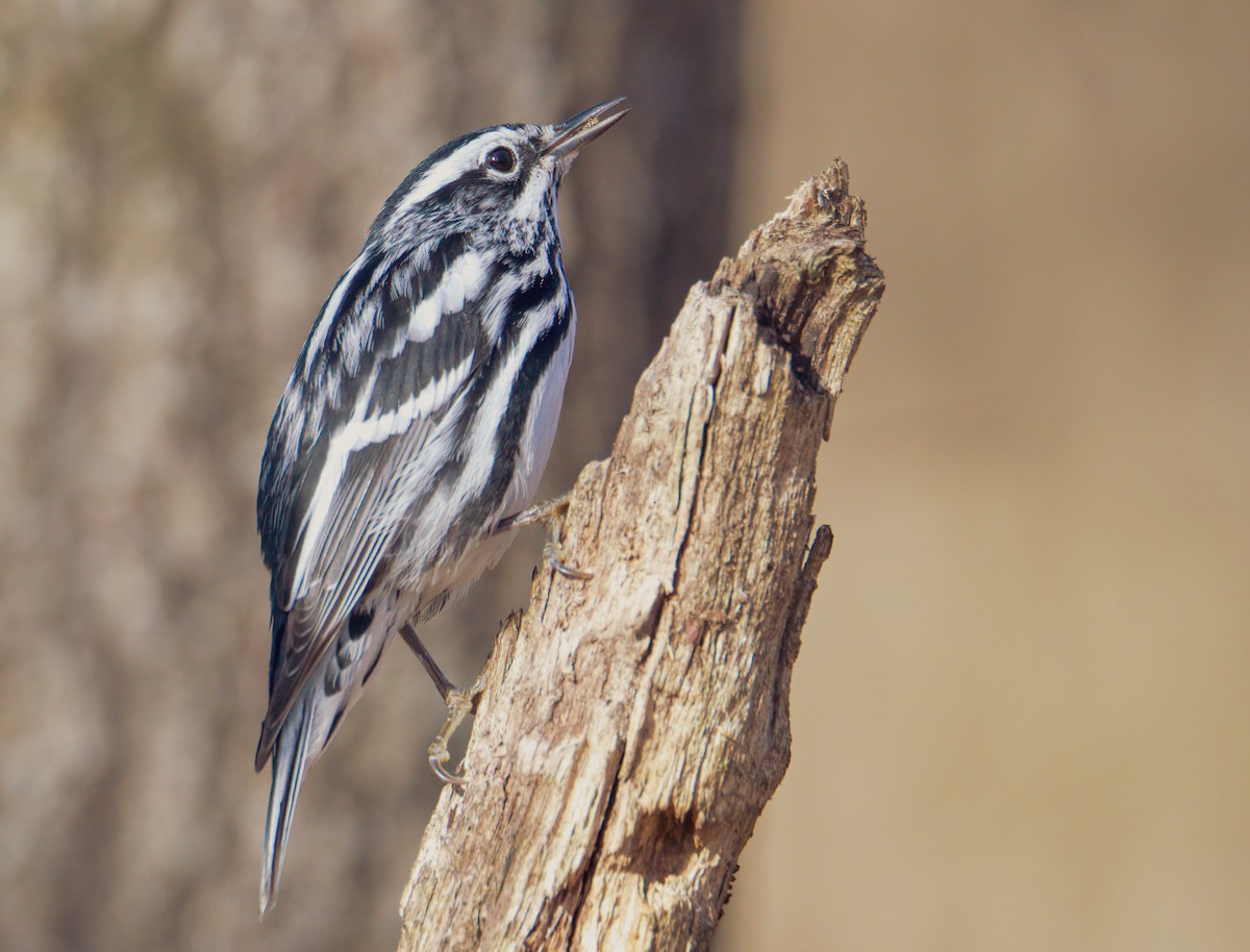 Black-and-white Warbler - ML439671161