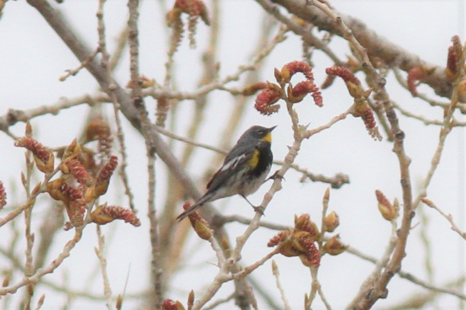 Yellow-rumped Warbler - ML439671361