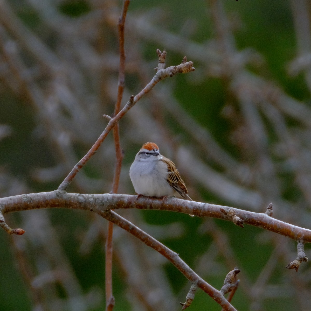 Chipping Sparrow - ML439672201