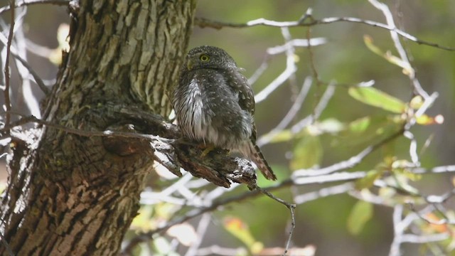 Northern Pygmy-Owl - ML439672811