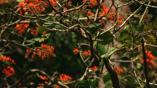 Aratinga Cubana - ML439673