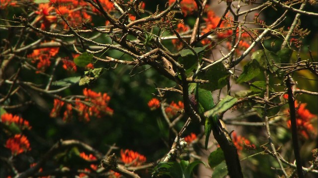 ホシメキシコインコ - ML439673