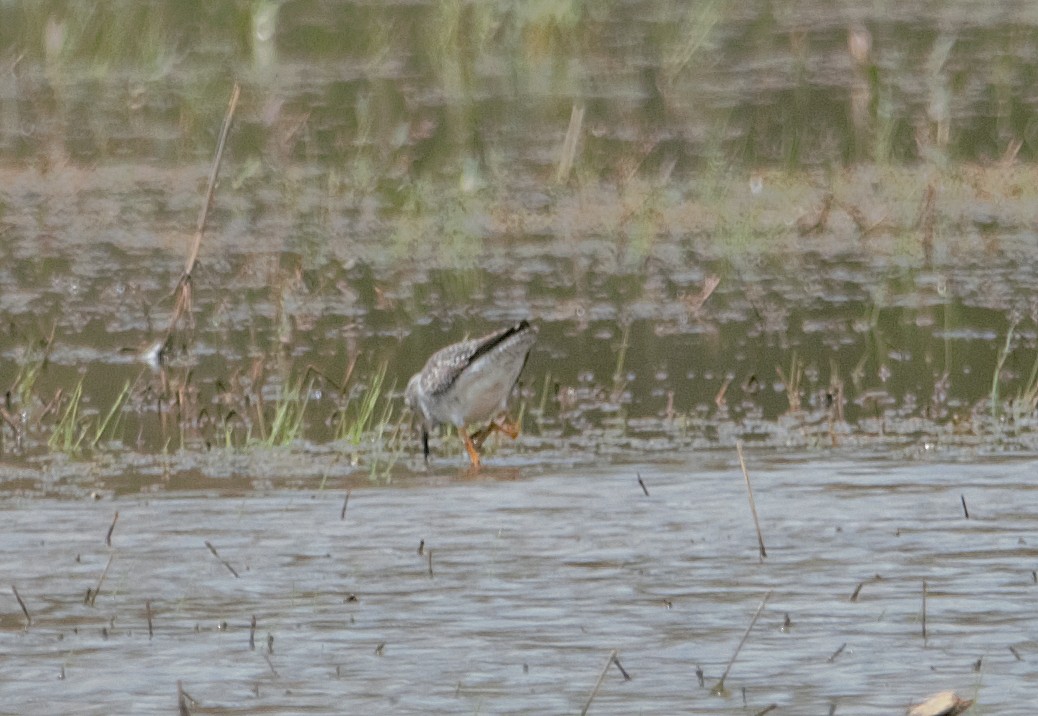 Greater Yellowlegs - Aurelia Kucera