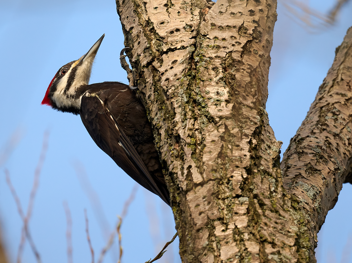 Pileated Woodpecker - ML439673171