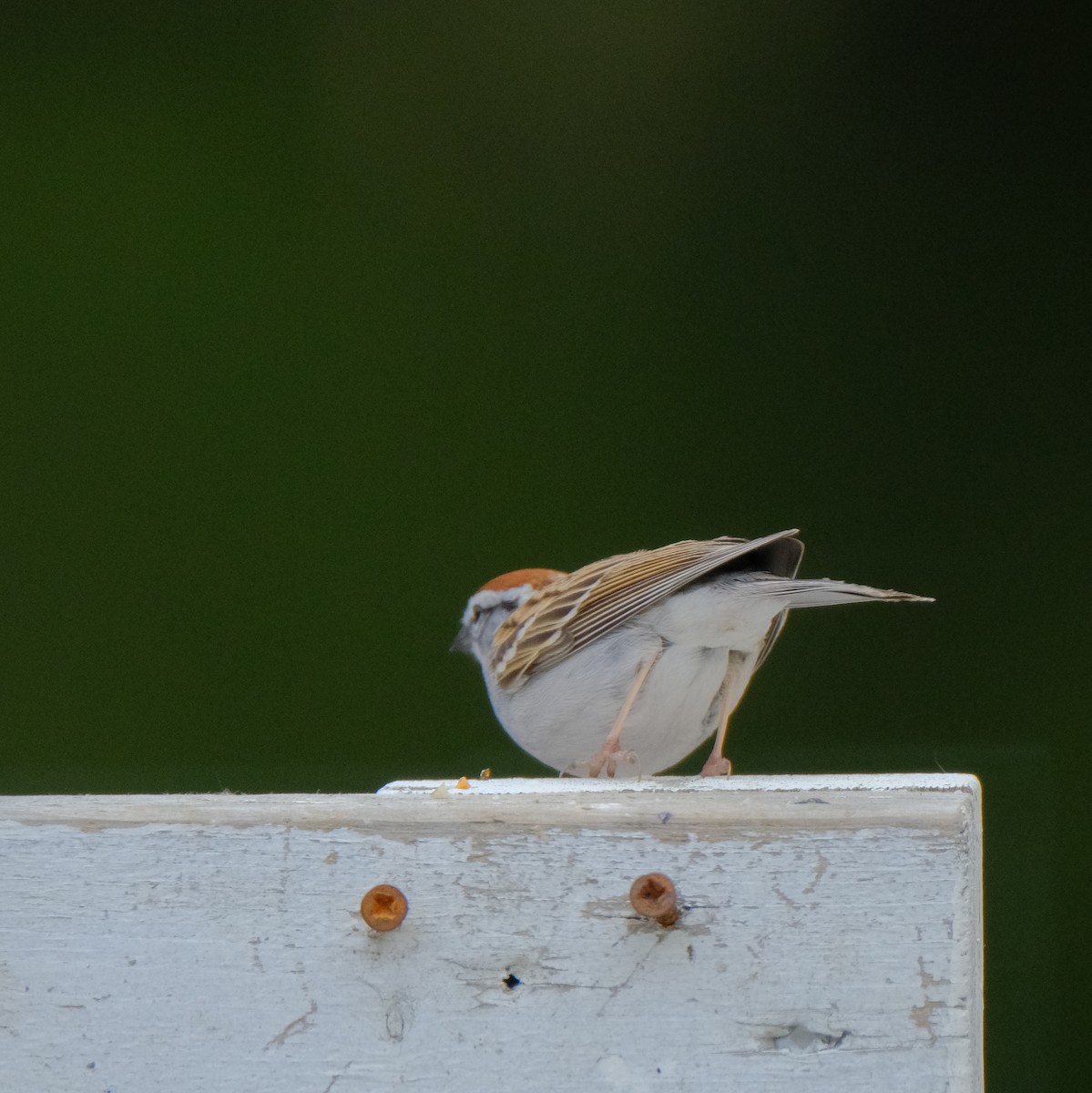 Chipping Sparrow - ML439673741