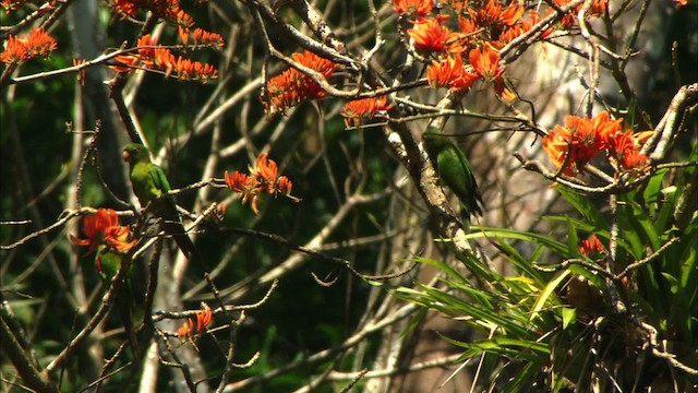 Aratinga Cubana - ML439674