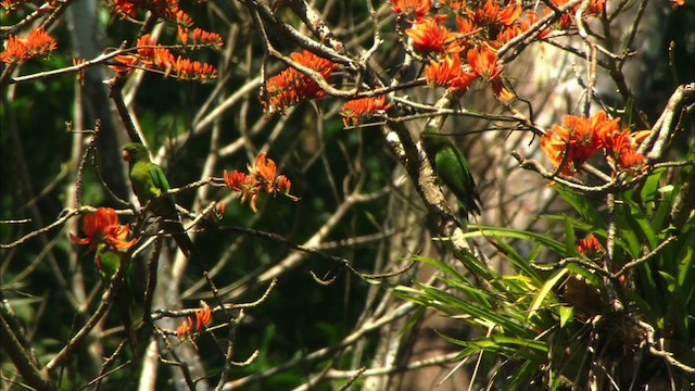 Cuban Parakeet - ML439674