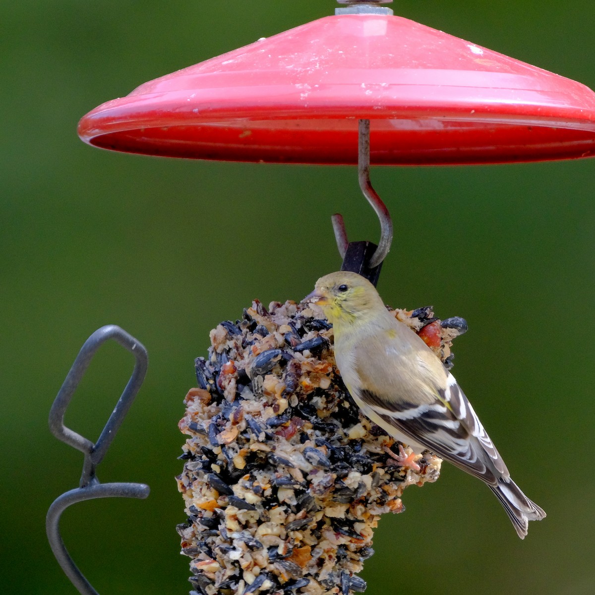 American Goldfinch - ML439674531