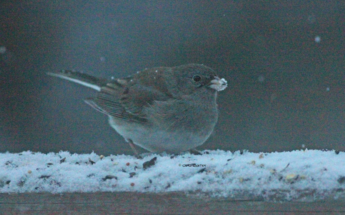 Dark-eyed Junco - Deb Carter