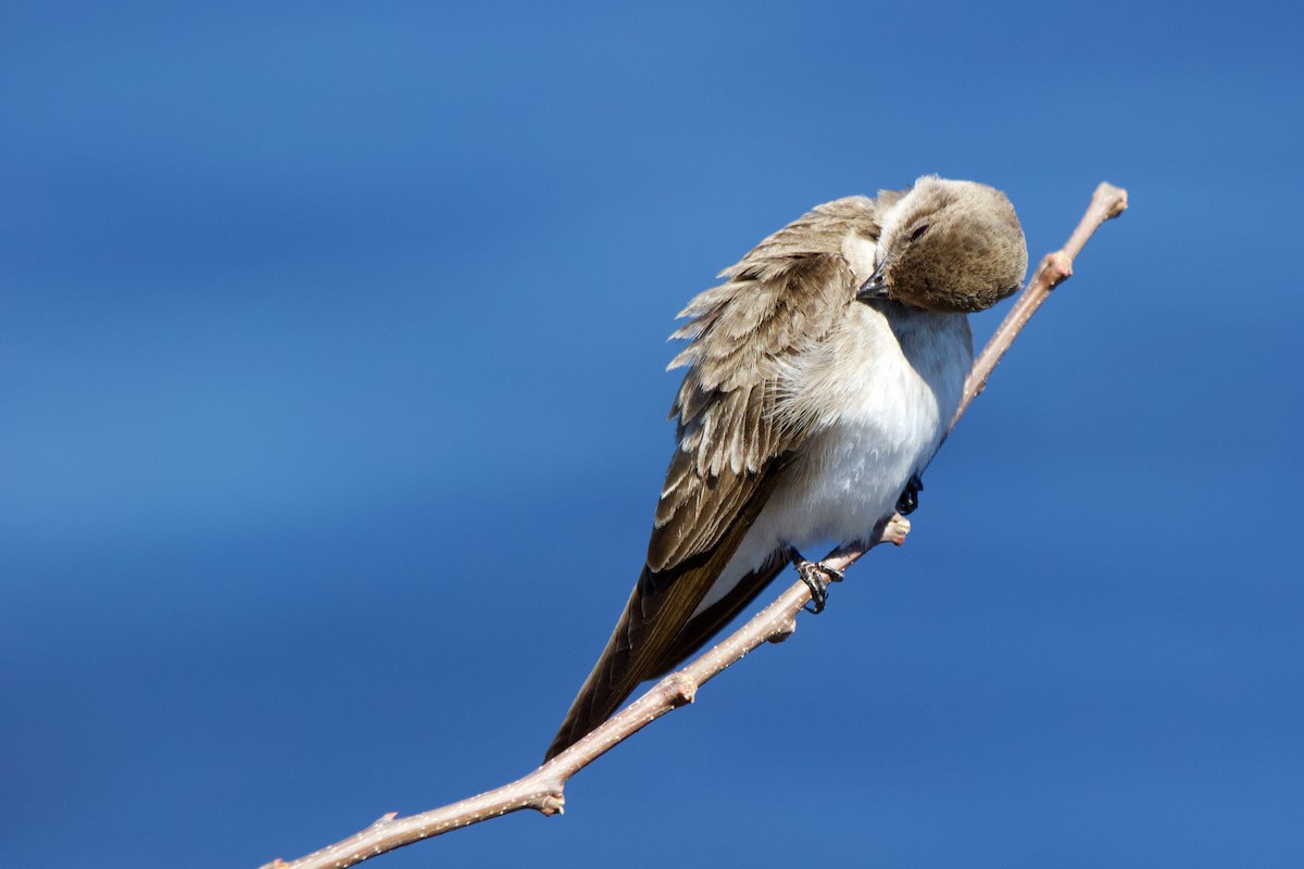 Northern Rough-winged Swallow - ML439676901