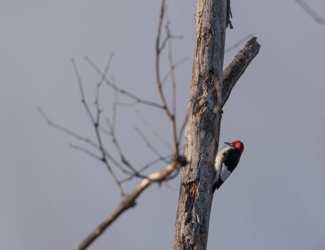 Red-headed Woodpecker - Ed Bremer