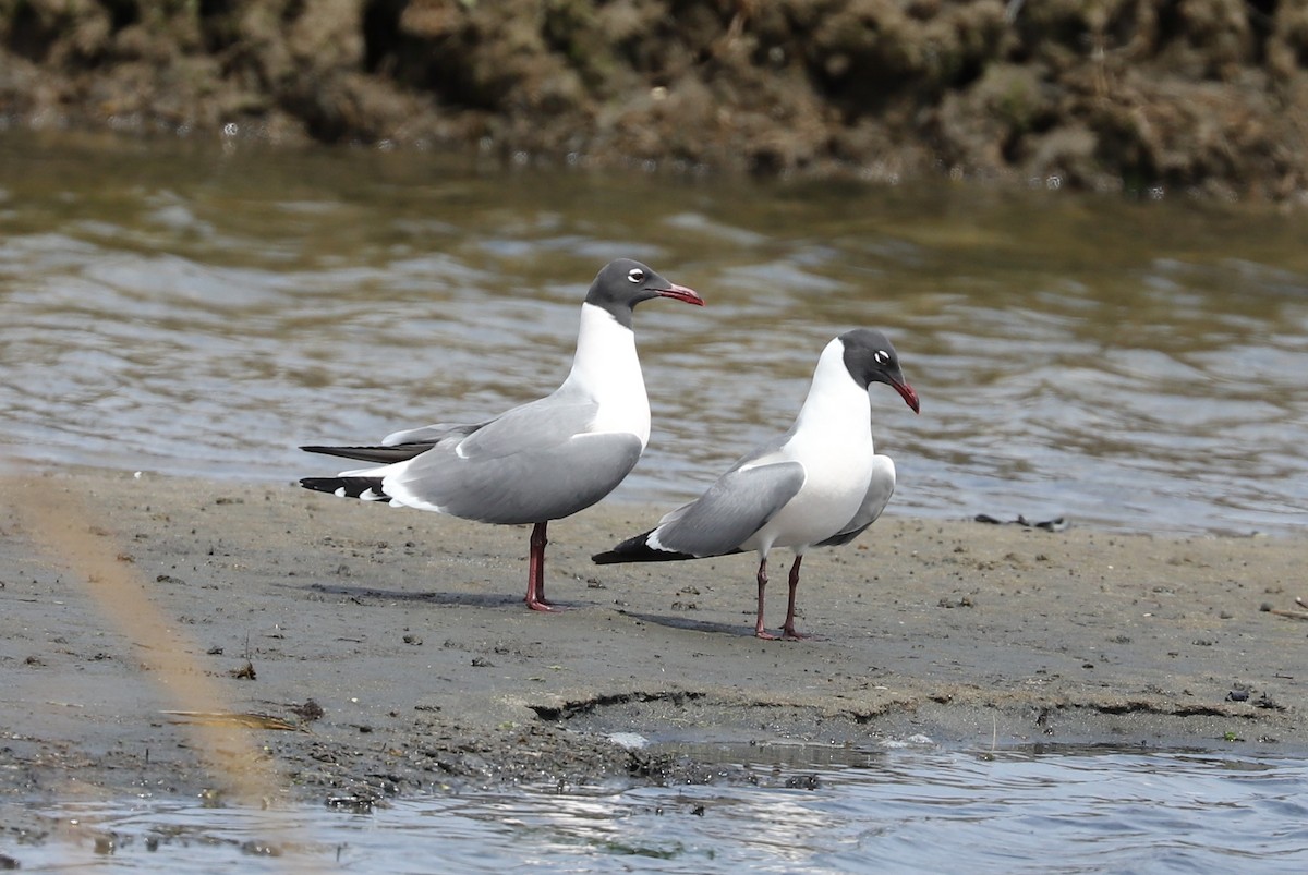 Gaviota Guanaguanare - ML439677941