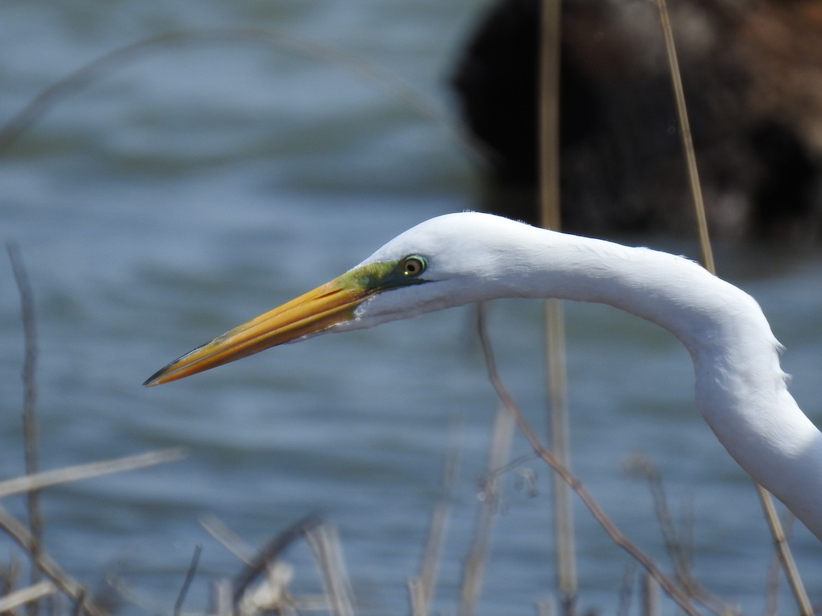 Great Egret - Dave HH