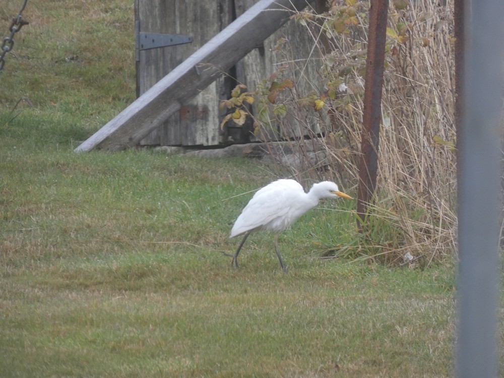 Western Cattle Egret - ML439680571